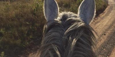 The Horse and Human Wellness Project
